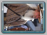IMG_5327